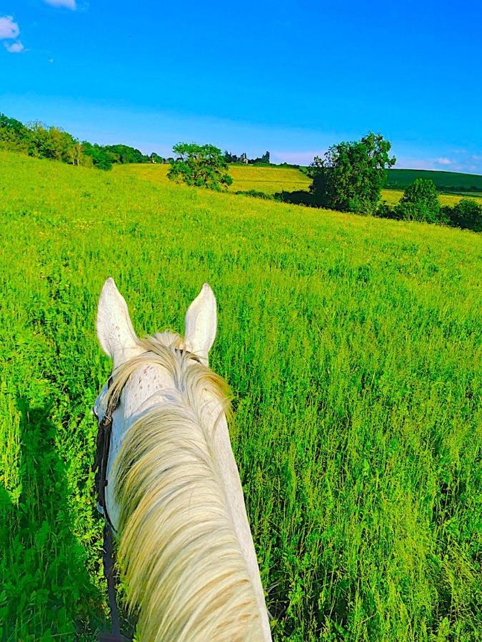 Fabuleux - Domaine Du Moulin D'Andraut Bordeaux-Chevaux-Golf-St Emilion Villa Montussan Bagian luar foto